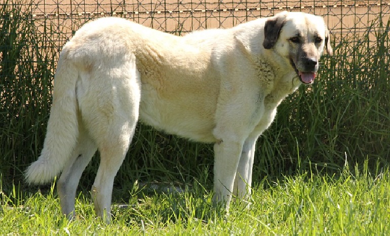 anatolian shepherd dog