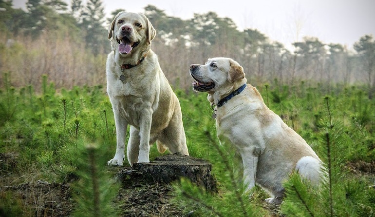 anatolian shepherd size