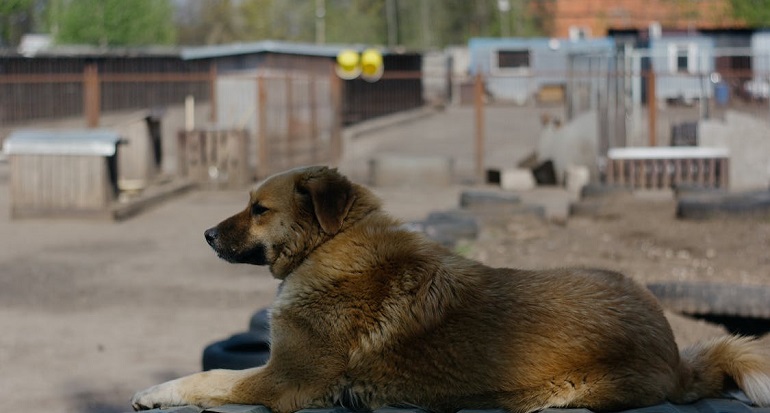 Anatolian Shepherd Dog Health and Care