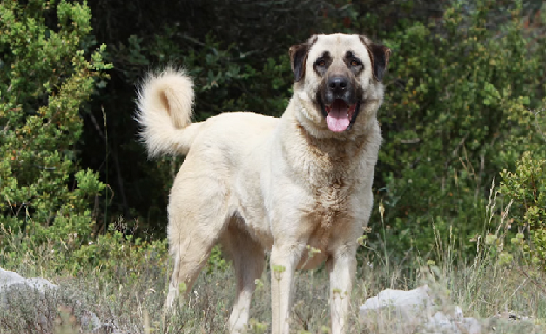 anatolian shepard