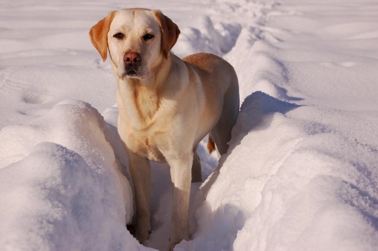 labrador information