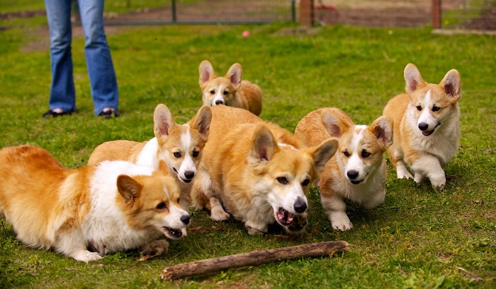 Pembroke Welsh Corgi - Adorable, Graceful, and Loyal
