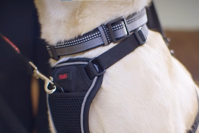 Guide To Choose And Put On Dog Harness – OllyDog