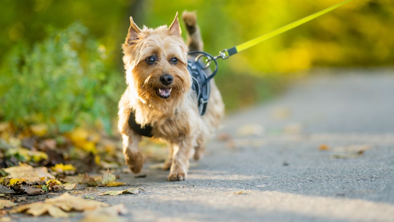 Australian Terrier Appearance
