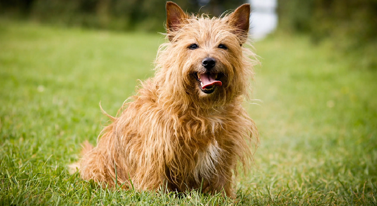 australian terrier breed is it right for you