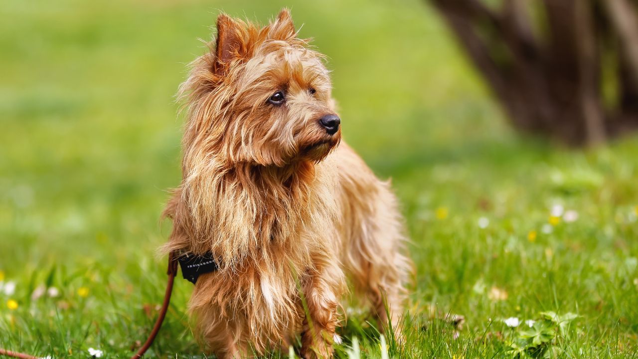 Australian Terrier Facts
