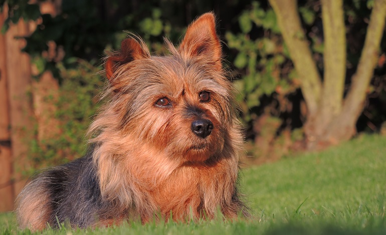 aussie terrier