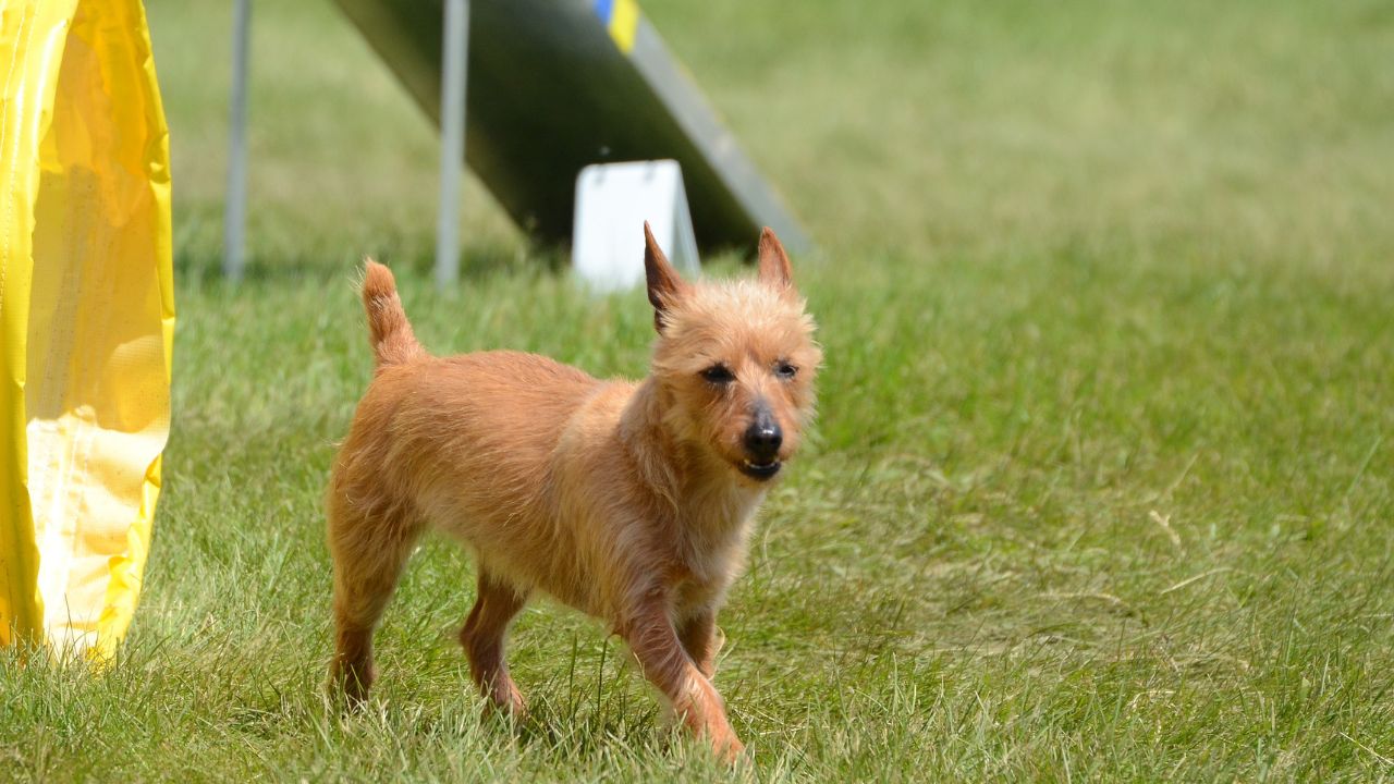 Australian Terrier Health and Care