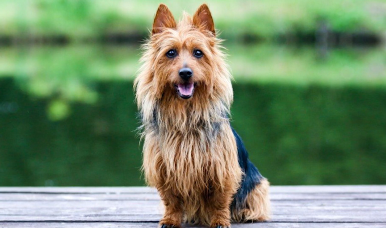 terrier shepherd