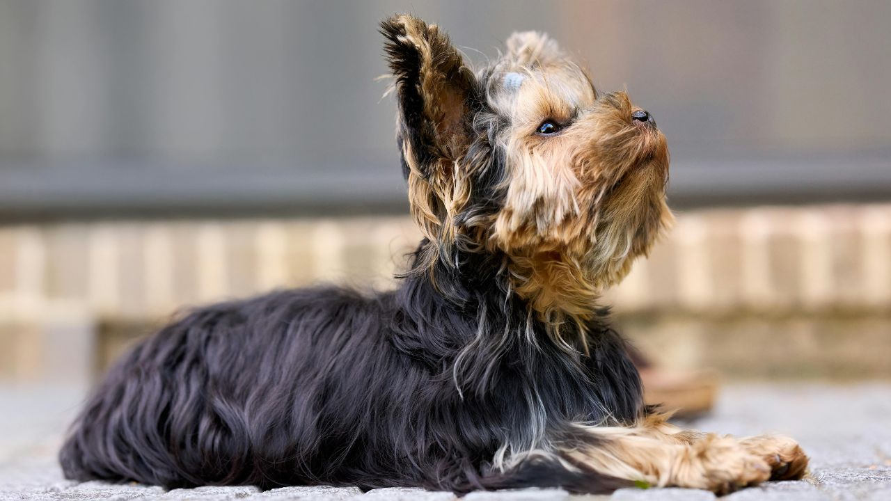 Australian Terrier Temperament and Personality