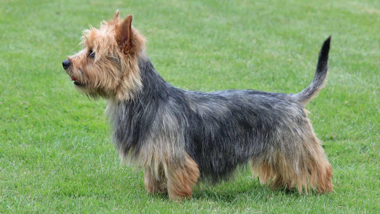 Australian Terrier Training