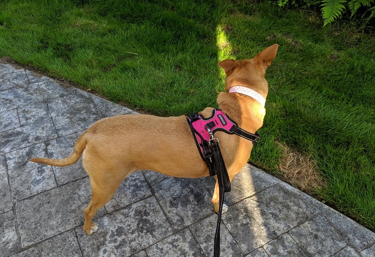 best harness for big dogs