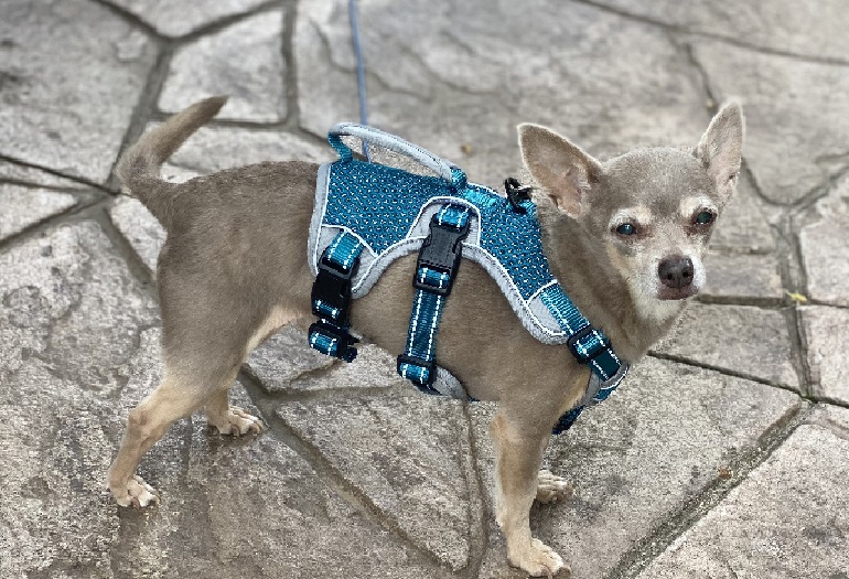 what is the best escape proof dog harness