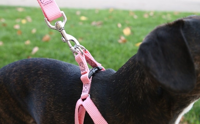 how to put on dog harness