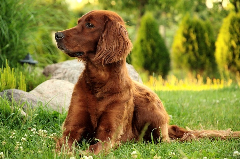 Boykin Spaniel Breed Characteristics