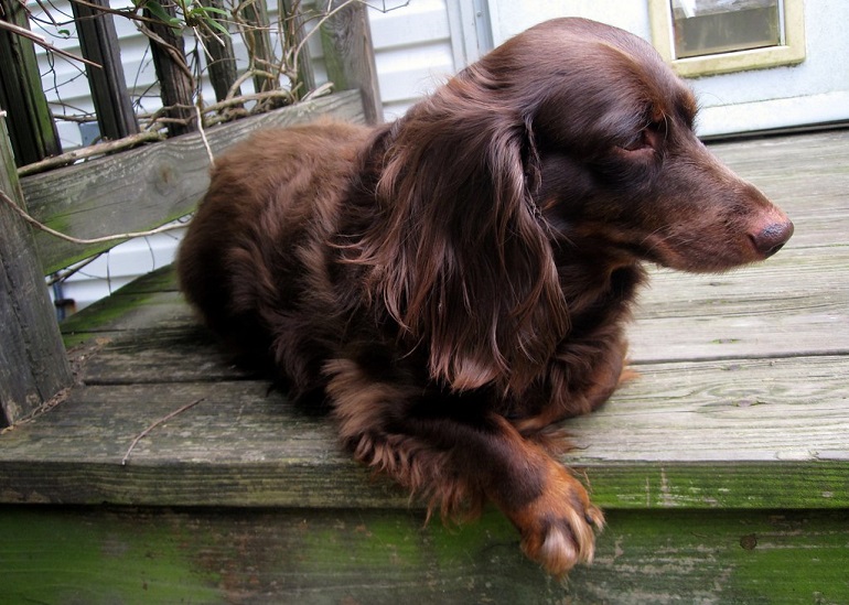 boykin spaniel dogs