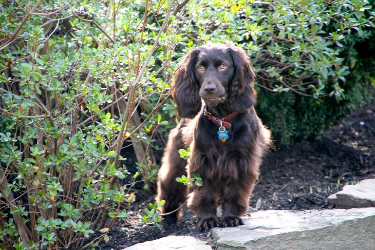 Best puppy food for boykin outlet spaniel