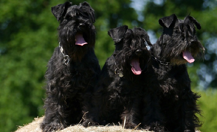 cesky terrier puppy