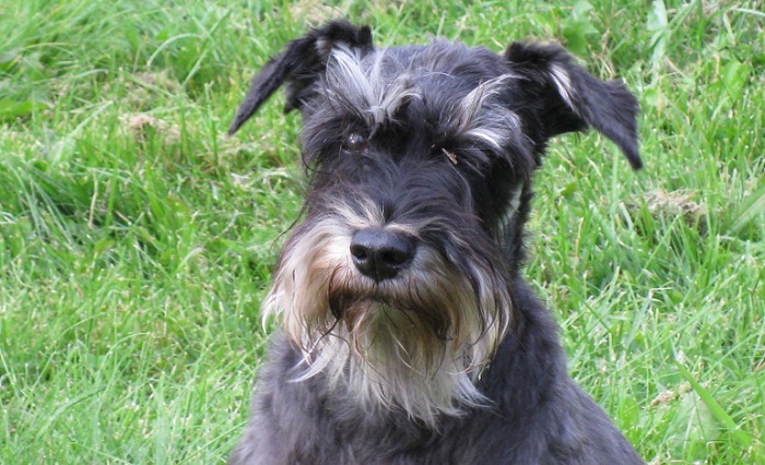 cesky terrier puppies