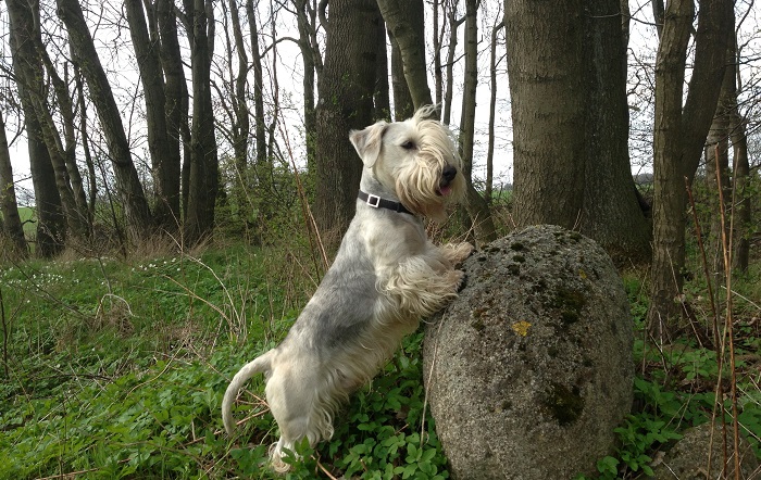 what does a cesky terrier look like