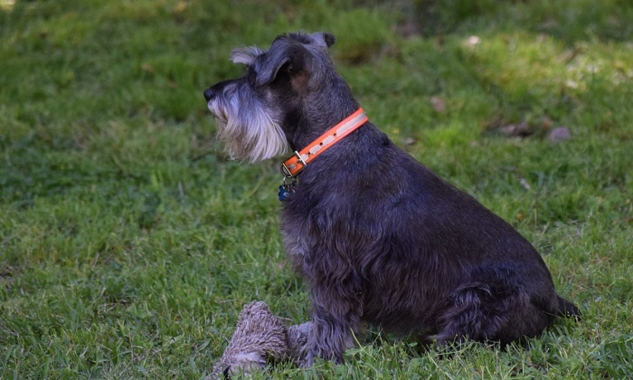 cesky terrier puppy