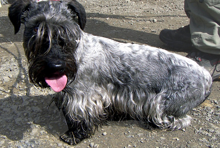 terrier gray