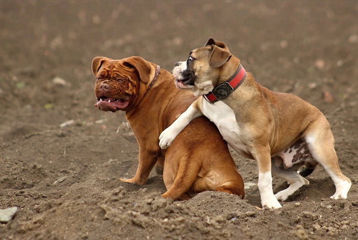 dogue de bordeaux dog