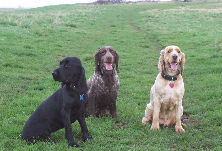 boykin spaniel temperament