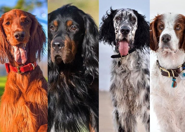 english setter pictures