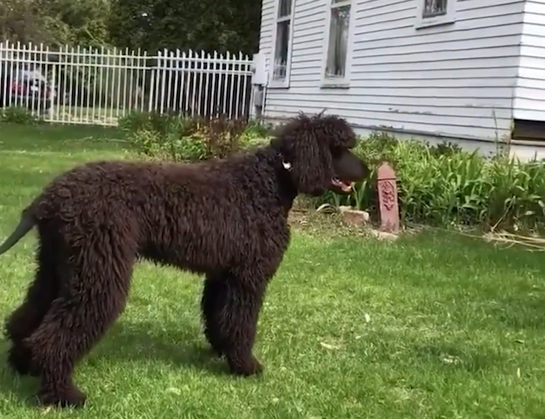 irish water spaniel breed