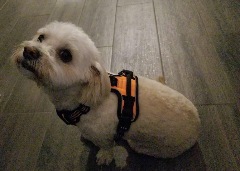 best harness for dogs that pull