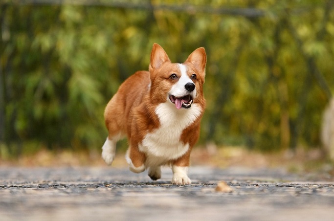 Pembroke Welsh Corgi Breed Information Guide: Photos, Traits, & Care