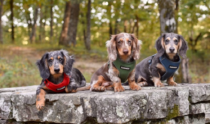 Best harness on sale for mini dachshund