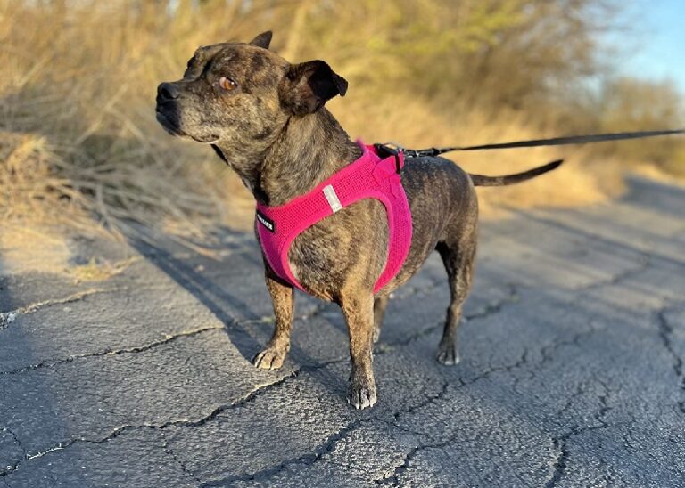 7 Best Dog Harnesses For Puppies Top Picks & Buying Guide