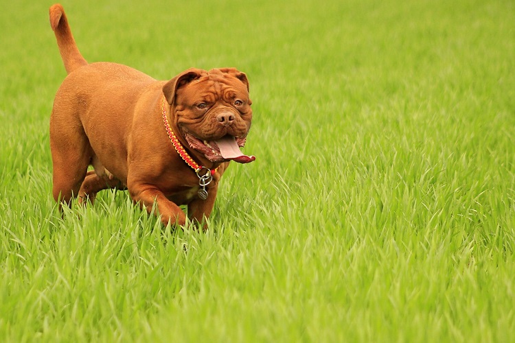 dogo de burdeos