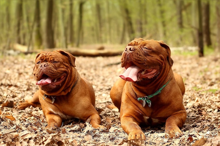 bordeaux mastiff