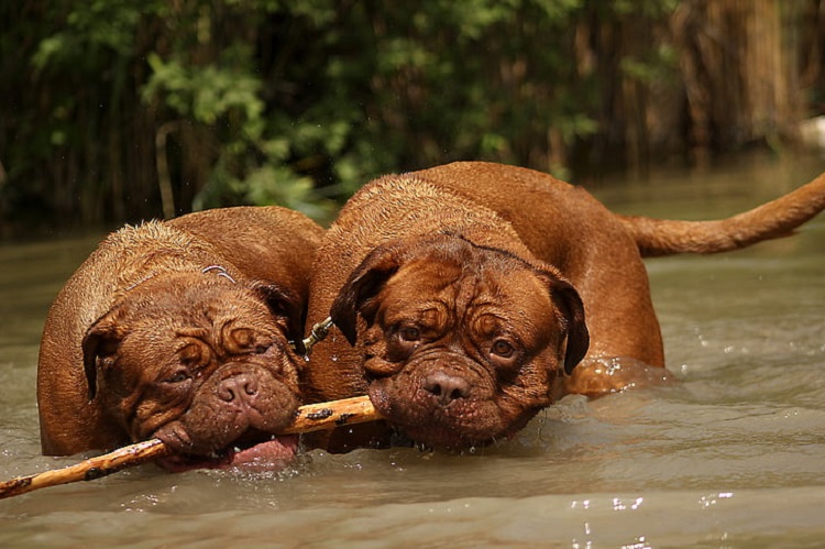 does the dogue de bordeaux love children