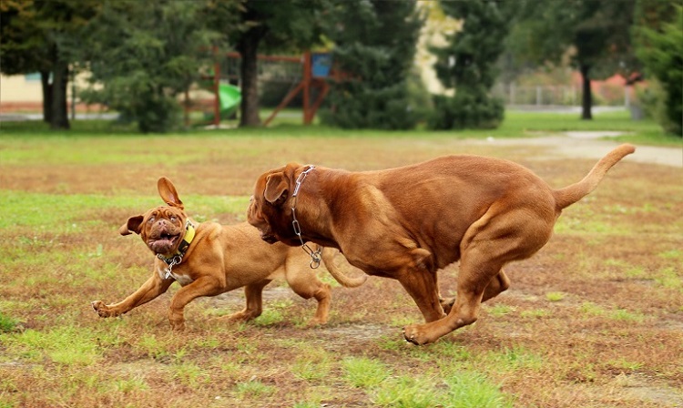 blue french mastiff