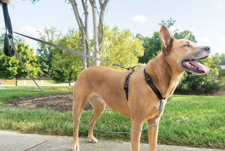 how to put on harness