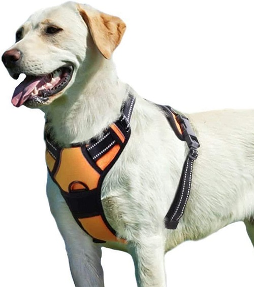 7 Best Dog Harness For Running - (Reviews 2023)