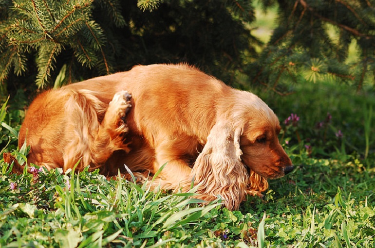 english cocker spaniel golden