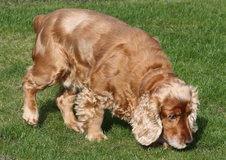 english cocker spaniel black