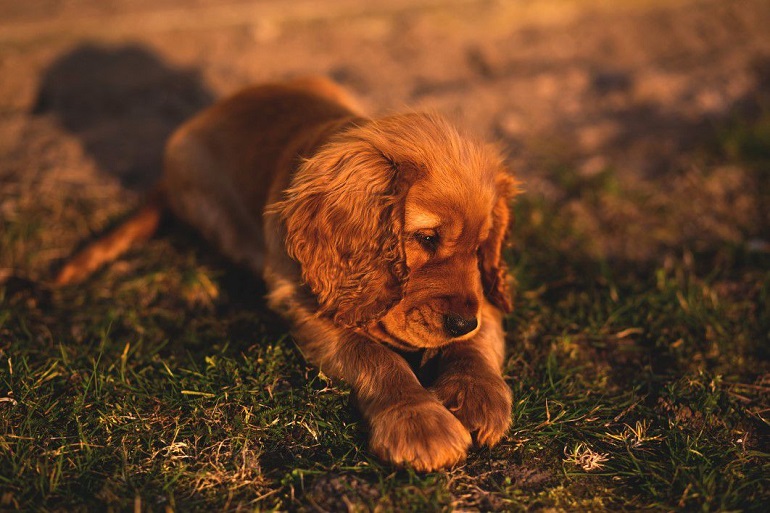 english cocker spaniel temperament