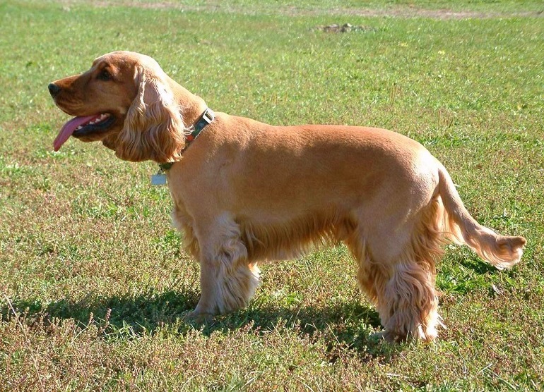 English Cocker Spaniel Dog Breed Information & Characteristics