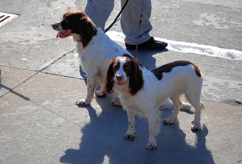 english cocker spaniels