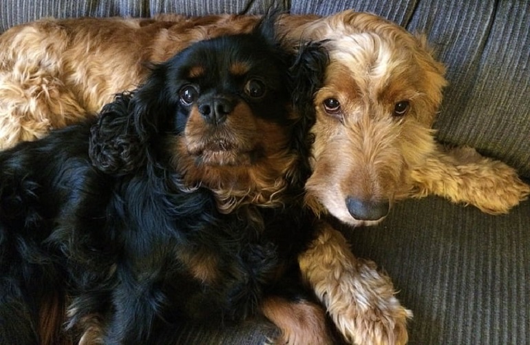 English Cocker Spaniel - Facts & Breed Information - WAF