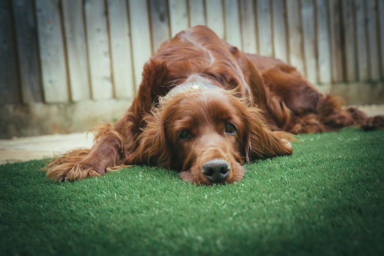 red english setter