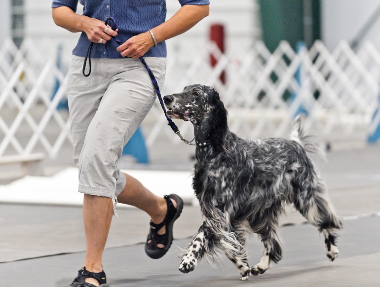 english setter dog