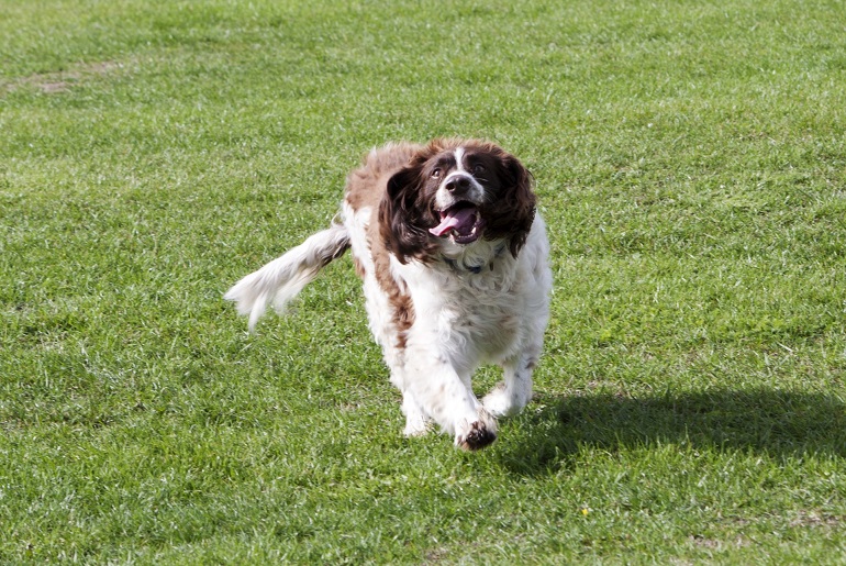 white english setter