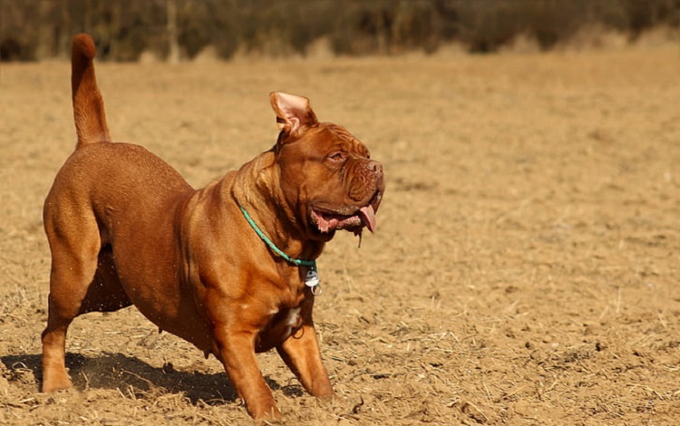 french mastiff puppies